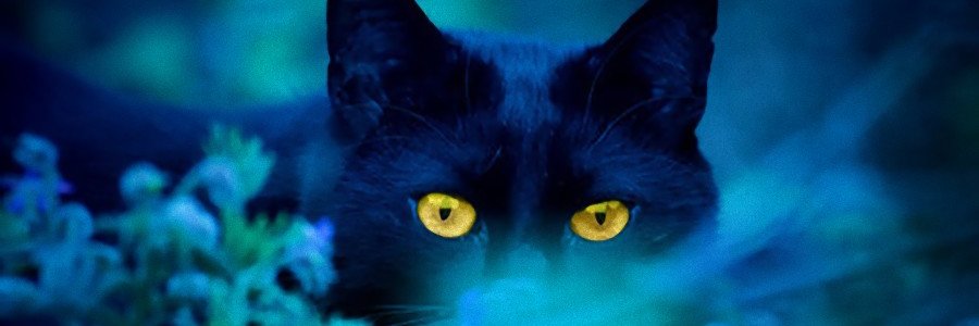 Twitter banner for @dreamt