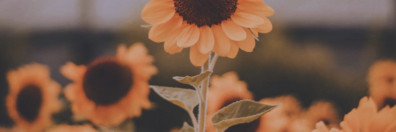 Kun banner