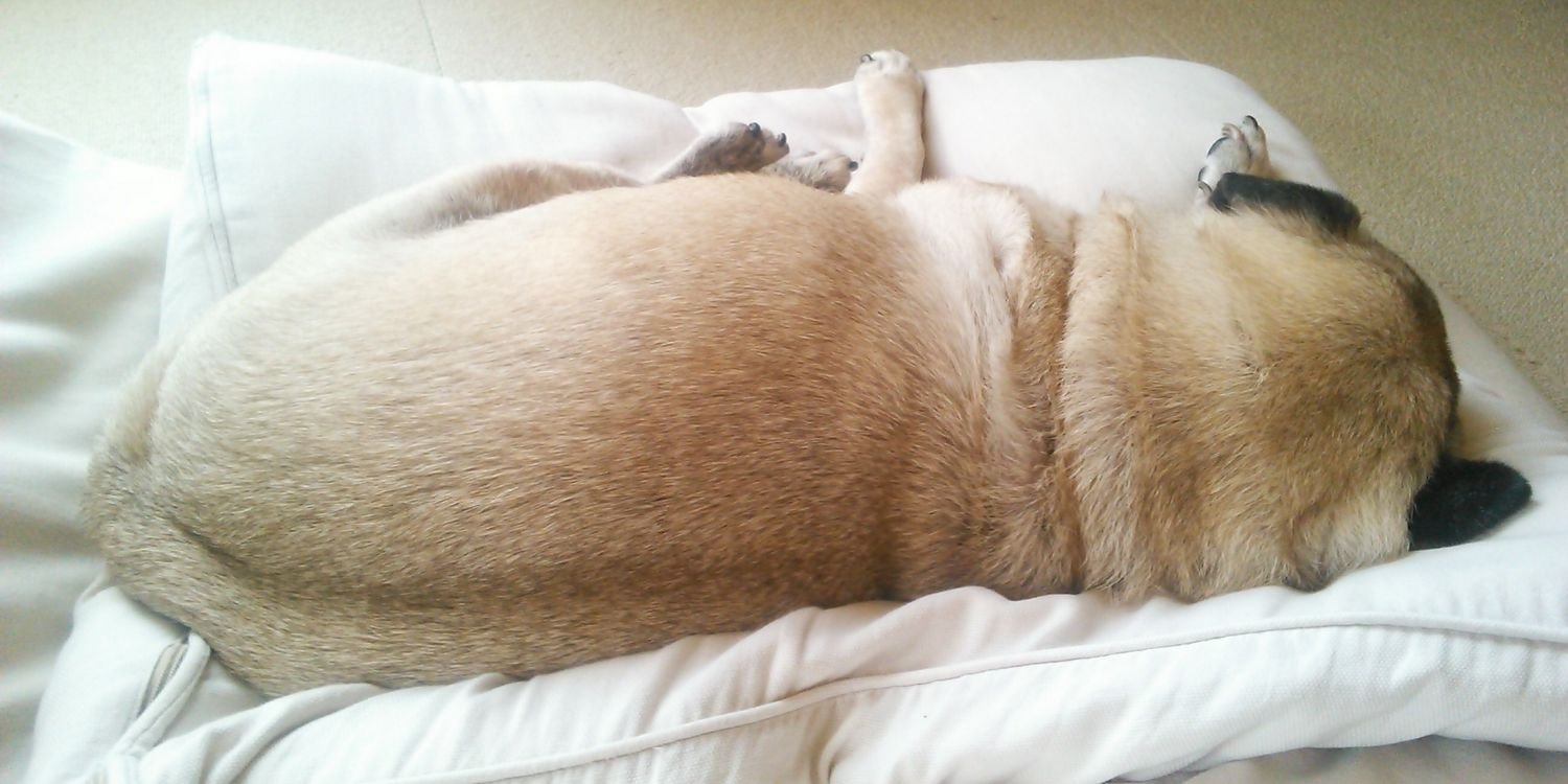 moidon_pug's profile banner image