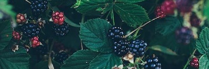 OptimisticJewl's profile banner image