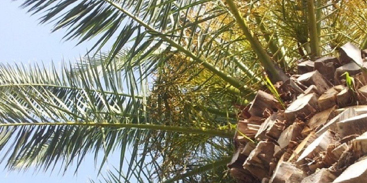 manouk banner