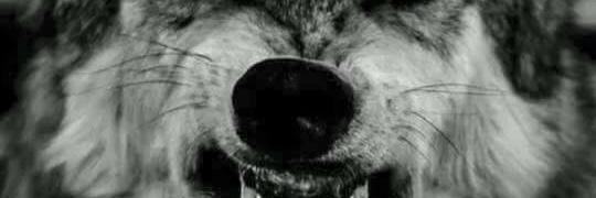 Caver Pandanda banner