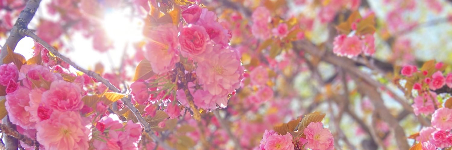 arekkusi's profile banner image