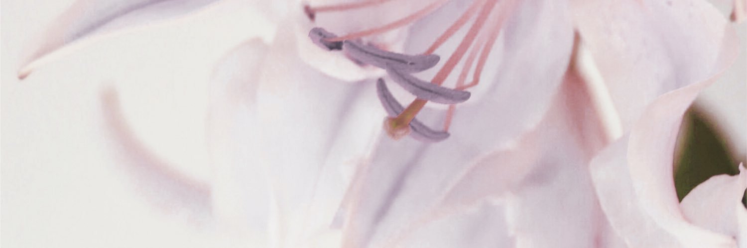 nyan22🍒 banner