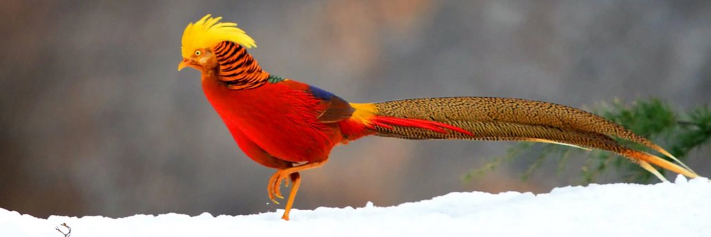 Nitish Firebird🌿 banner