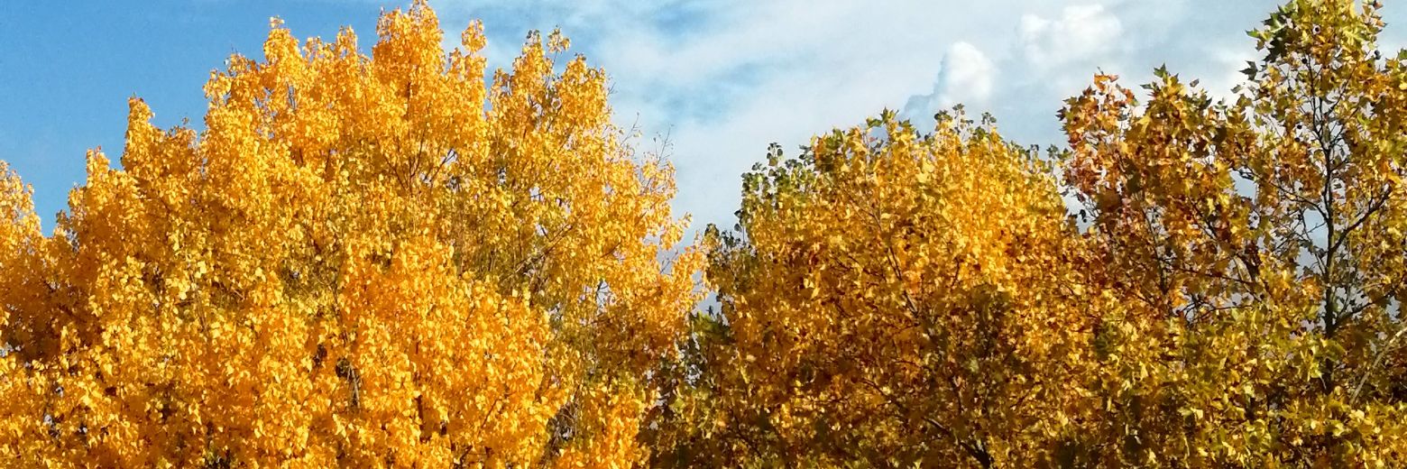 yoursonghoney's profile banner image