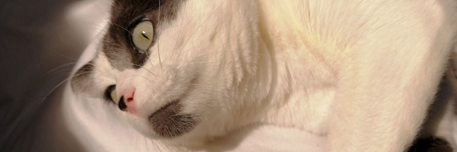 ToutnMathilde's profile banner image