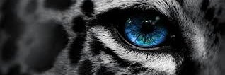 brewstercub's profile banner image