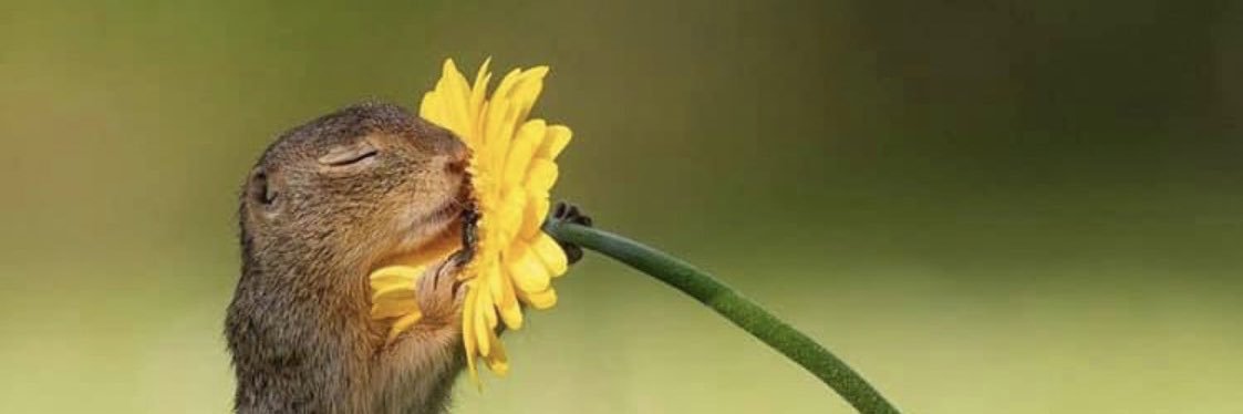 anneke wilson banner