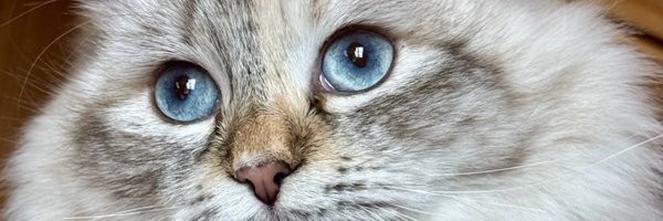 ManuLionCrypto Profile Banner