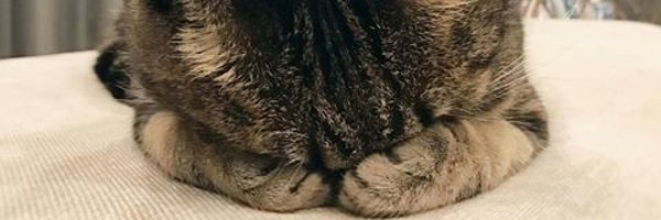 riskaadeliaaa Profile Banner