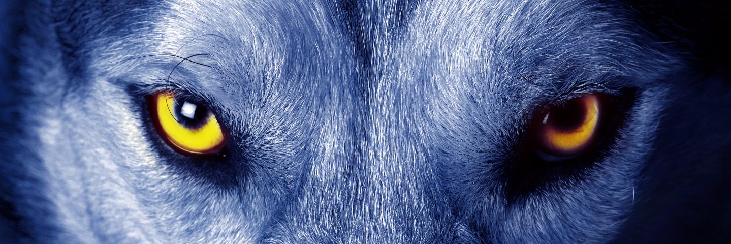 Dulliblue's profile banner image