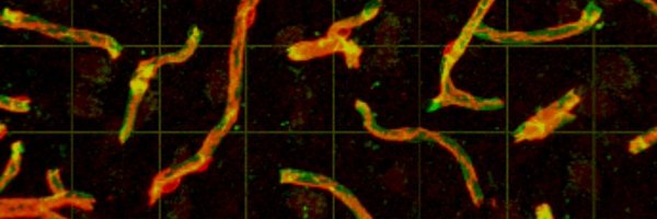 EnriqueGab Profile Banner