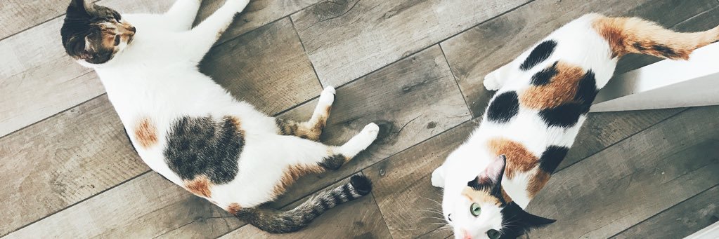 thiskorean's profile banner image