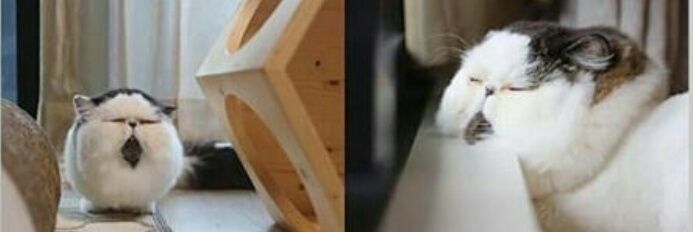 โม่ไม่ใช่แมว 🐾🌷🍿 banner