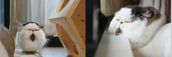 iamnemone Profile Banner