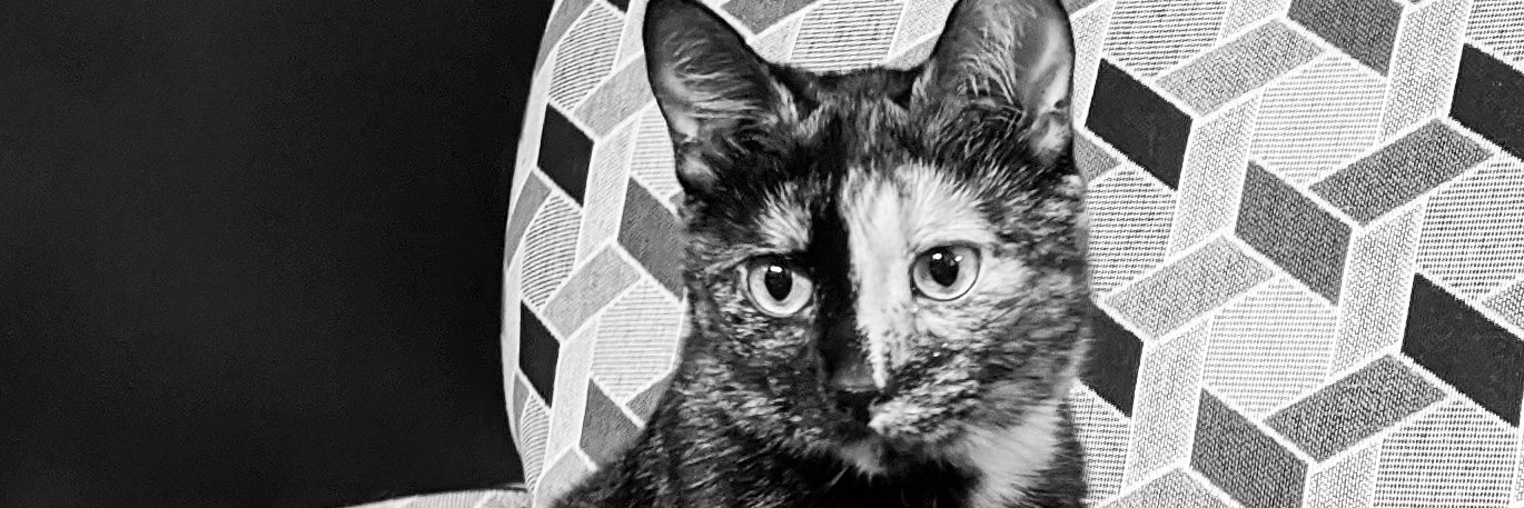 Kiley Neal banner