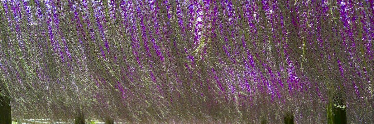 kittymeowoweee's profile banner image
