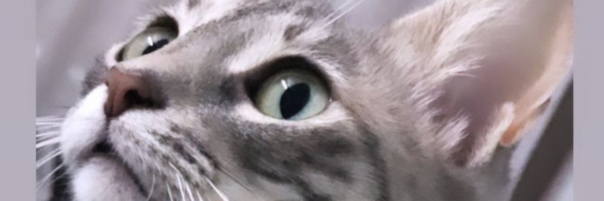 SevdaErat2's profile banner image