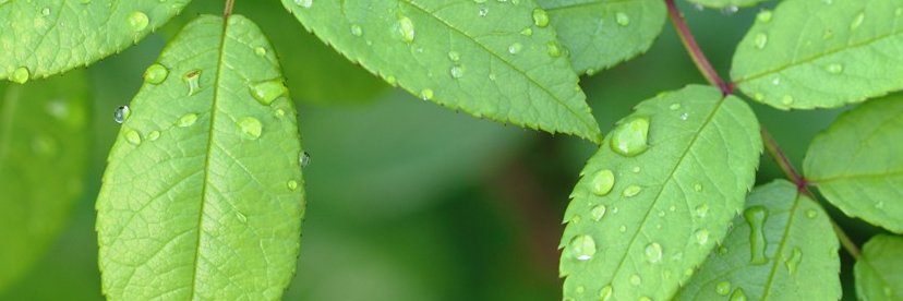 BentleyOrganic's profile banner image