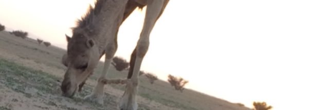 مانع العجمي banner