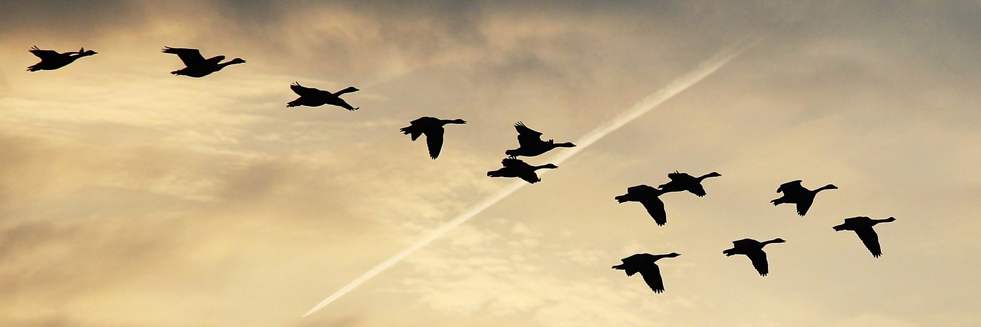 wishcouldfly's profile banner image