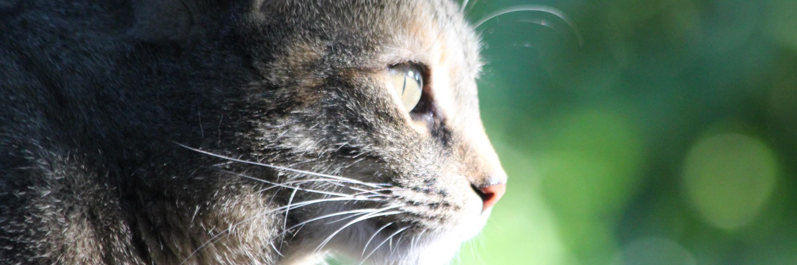 icbrenda1's profile banner image