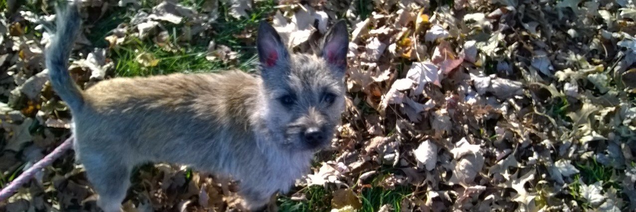 ThePocketDog's profile banner image