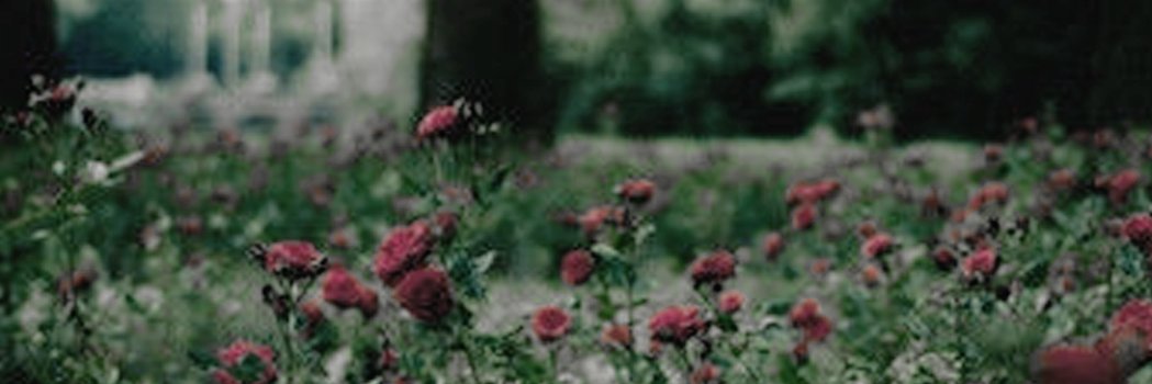 MollyHurricane_'s profile banner image