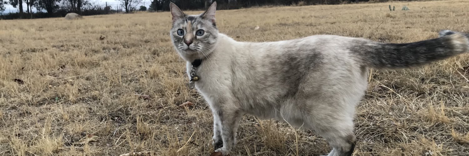 Sarah Downs 🇿🇦 banner