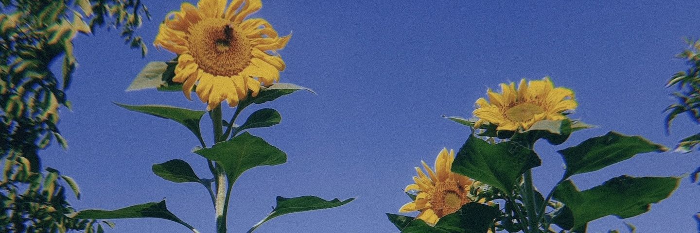 ozbdidem's profile banner image