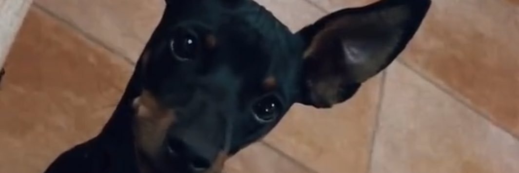 monte_ruiz's profile banner image
