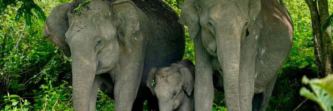 Suparna Sankaran banner