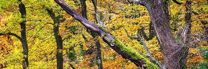 Abklabaran's profile banner image