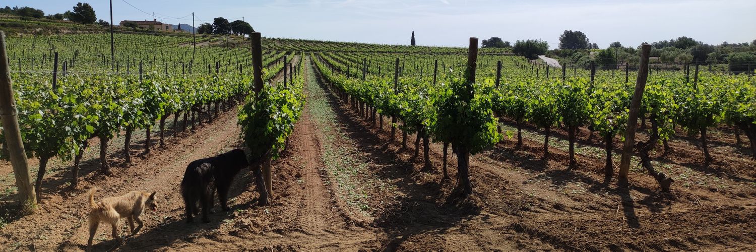 Autocton Celler banner