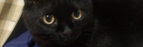 nuko4317's profile banner image