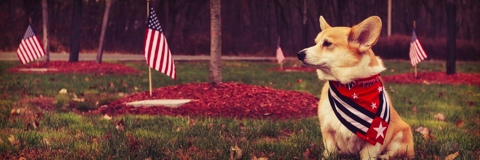 Dogs4Hillary's profile banner image