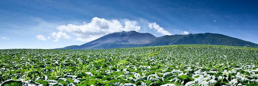 cabbage10081's profile banner image