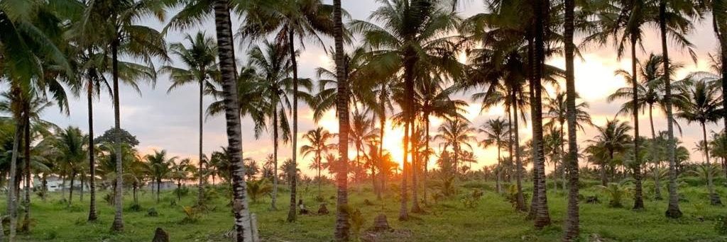 pequeliliput's profile banner image