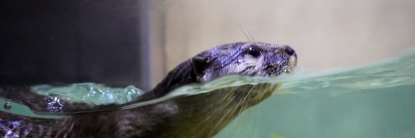 sassywind Profile Banner