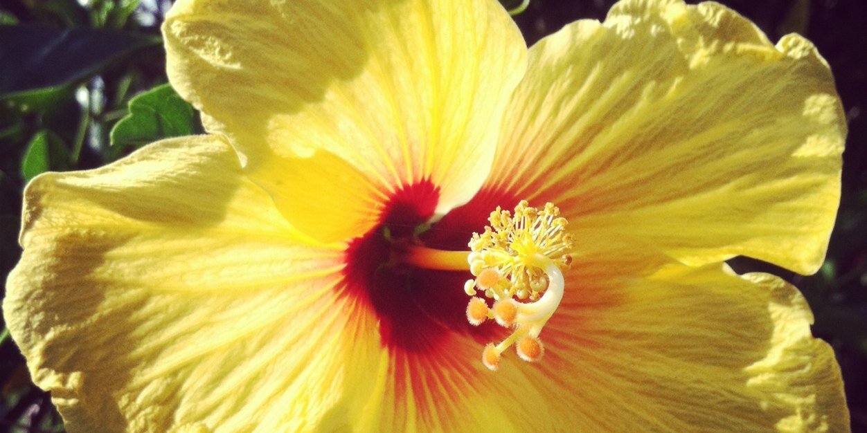 LeiiAloha's profile banner image