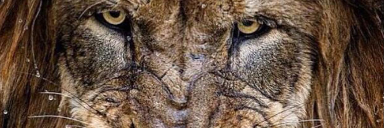 romanovsecurity's profile banner image