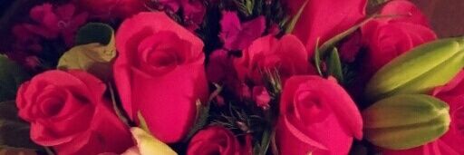 Lidia Vega banner