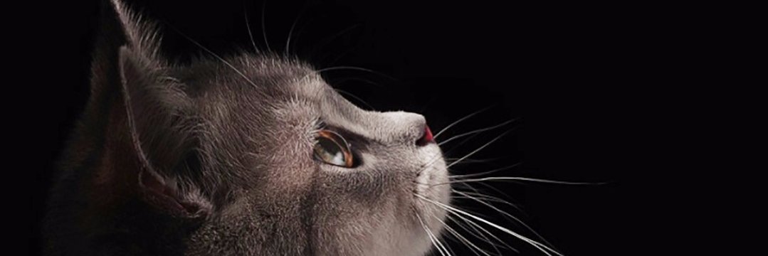 sinemiis's profile banner image