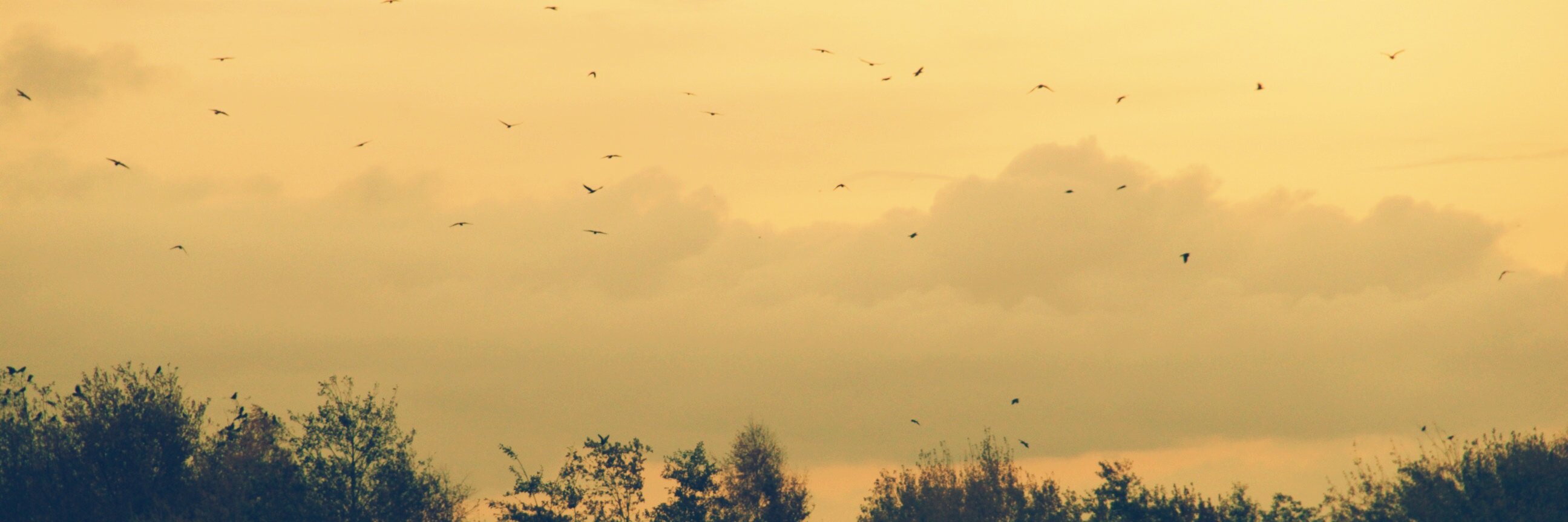 cirttan's profile banner image