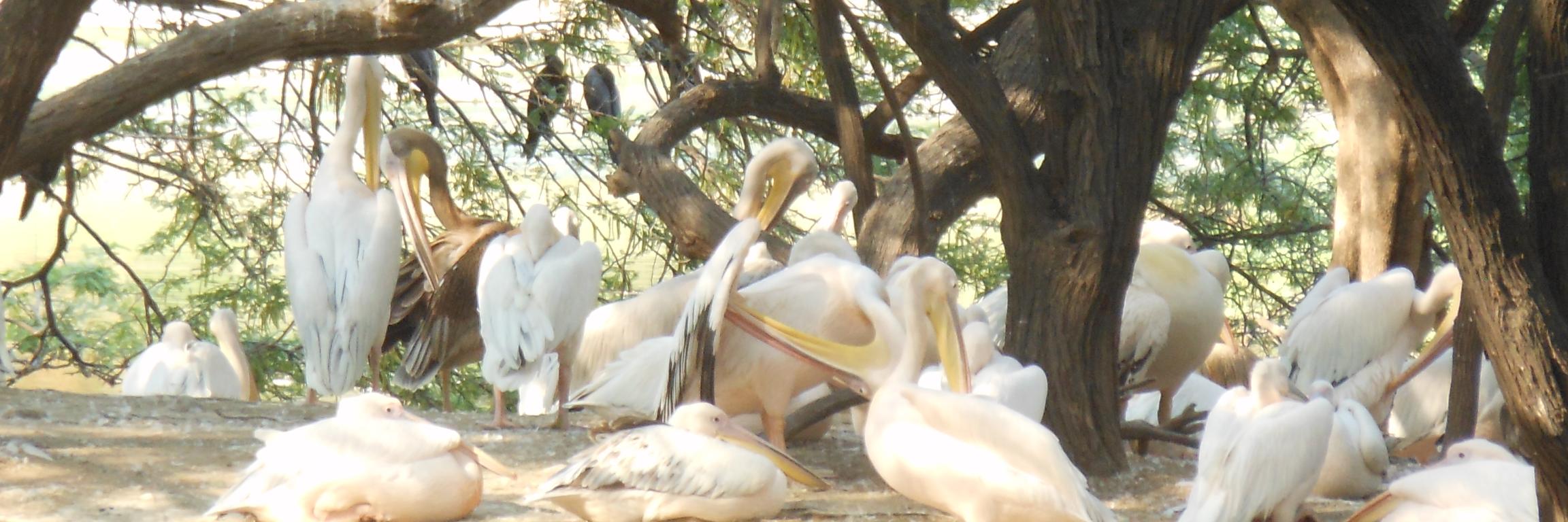achandra16's profile banner image