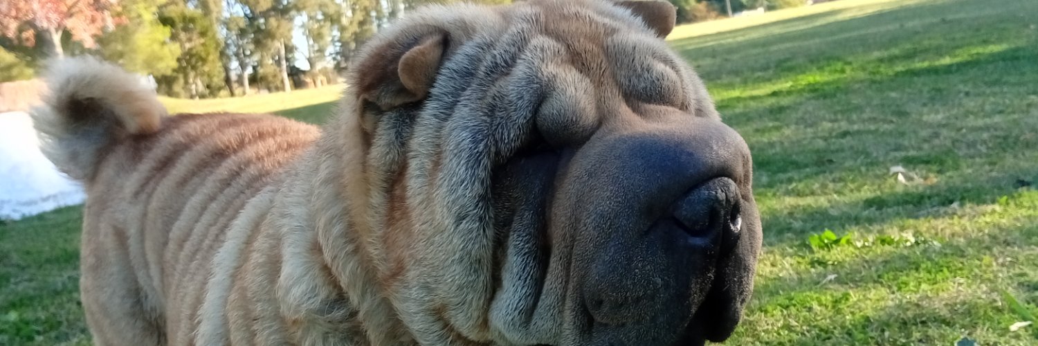 LeonelMansa's profile banner image