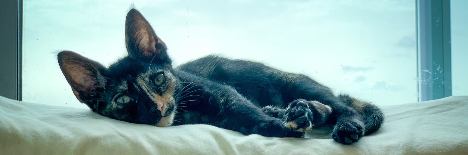 ChloeFeinstein's profile banner image