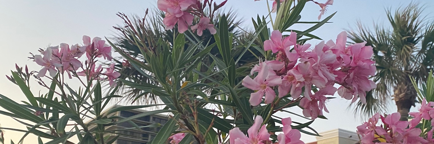 angelina_wise's profile banner image