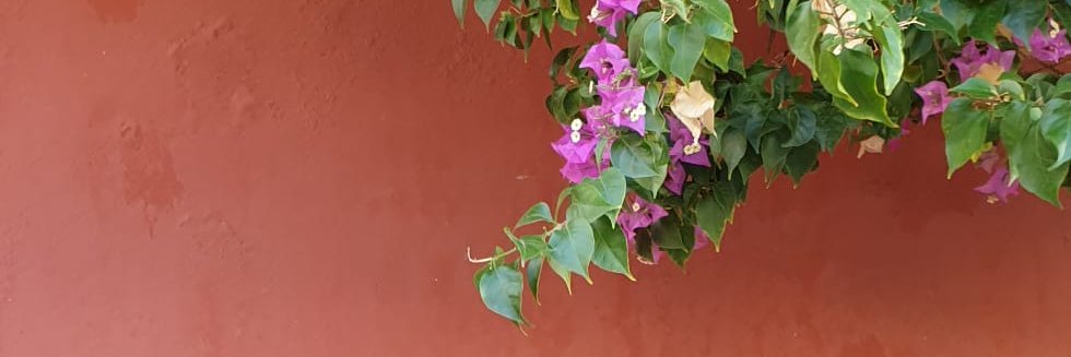 Marina Bassi banner